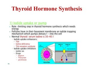 Thyroid Hormone Synthesis
 
