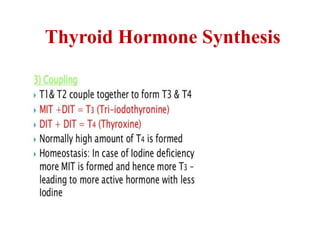 Thyroid Hormone Synthesis
 
