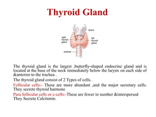 Thyroid Gland
The thyroid gland is the largest ,butterfly-shaped endocrine gland and is
located at the base of the neck immediately below the larynx on each side of
&anterior to the trachea .
The thyroid gland consist of 2 Types of cells.
Follicular cells:- These are more abundant ,and the major secretary cells.
They secrete thyroid harmone.
Para follicular cells or c-cells:-These are fewer in number &interspersed
They Secrete Calcitonin.
 