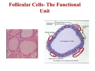 Follicular Cells- The Functional
Unit
 