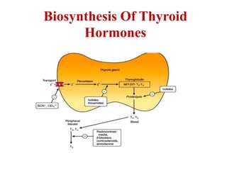 Biosynthesis Of Thyroid
Hormones
 