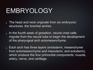 EMBRYOLOGY
The head and neck originate from six embryonic
structures ,the brachial arches.
In the fourth week of gestation, neural crest cells
migrate from the neural tube to begin the development
of the pharyngeal arch ectomesenchyme.
Each arch has three layers (endoderm, mesenchyme
from ectomesenchyme and mesoderm, and ectoderm),
which produce the four primordial components: muscle,
artery, nerve, and cartilage.
 