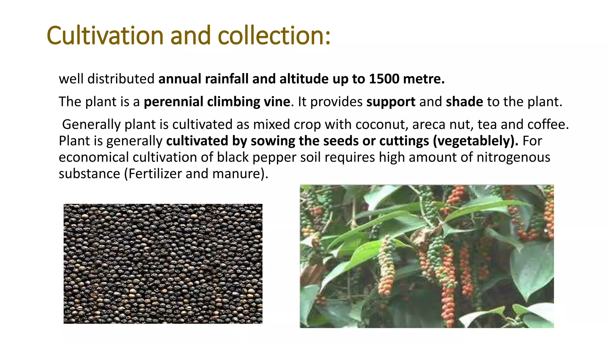 Black pepper, kalimircha Pipper nigrum Linn lysine derivatives , plant ...