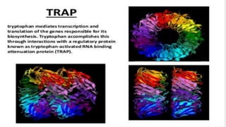 Tryptophan operon (tryp operon) | PPTX