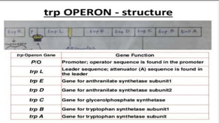 Tryptophan operon (tryp operon) | PPTX
