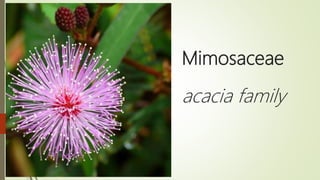 Mimosaceae
acacia family
Submitted by,
Duedy thomas
 