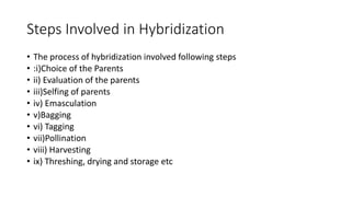 Steps Involved in Hybridization
• The process of hybridization involved following steps
• :i)Choice of the Parents
• ii) Evaluation of the parents
• iii)Selfing of parents
• iv) Emasculation
• v)Bagging
• vi) Tagging
• vii)Pollination
• viii) Harvesting
• ix) Threshing, drying and storage etc
 