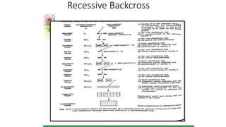 Recessive Backcross
 