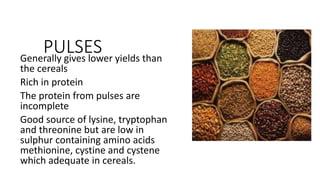 PULSES
Generally gives lower yields than
the cereals
Rich in protein
The protein from pulses are
incomplete
Good source of lysine, tryptophan
and threonine but are low in
sulphur containing amino acids
methionine, cystine and cystene
which adequate in cereals.
 