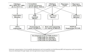 Schematic representation of microsatellite development and microsatellite enriched libraries,BAC-end sequences and transcriptoria
resources developed through Sanger and next-generation sequencing technologies.
 