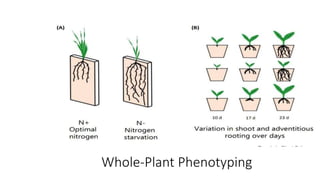 Whole-Plant Phenotyping
 