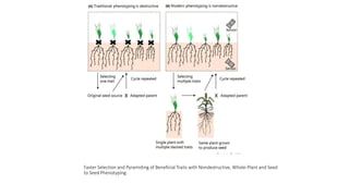 Faster Selection and Pyramiding of Beneficial Traits with Nondestructive, Whole-Plant and Seed
to Seed Phenotyping.
 