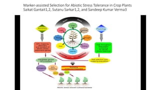 Marker-assisted Selection for Abiotic Stress Tolerance in Crop Plants
Saikat Gantait1,2, Sutanu Sarkar1,2, and Sandeep Kumar Verma3
 