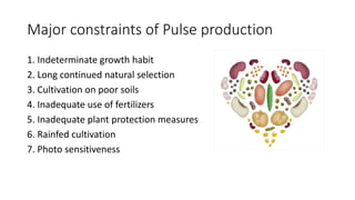 Major constraints of Pulse production
1. Indeterminate growth habit
2. Long continued natural selection
3. Cultivation on poor soils
4. Inadequate use of fertilizers
5. Inadequate plant protection measures
6. Rainfed cultivation
7. Photo sensitiveness
 