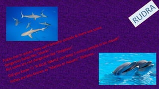 Animation Guide | PPTX