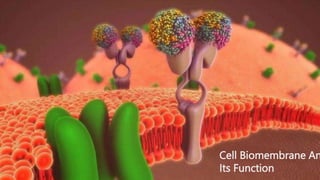 Cell Biomembrane An
Its Function
 