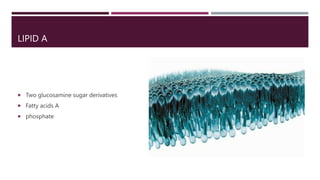 LIPID A
 Two glucosamine sugar derivatives
 Fatty acids A
 phosphate
 