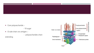  Core polysaccharide :-
- 10 sugar
 O side chain oro antigen :-
- polysaccharides chain
extending
 
