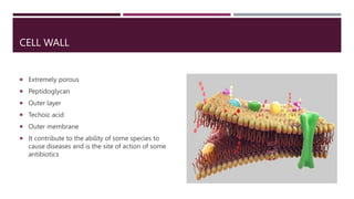 CELL WALL
 Extremely porous
 Peptidoglycan
 Outer layer
 Techoic acid
 Outer membrane
 It contribute to the ability of some species to
cause diseases and is the site of action of some
antibiotics
 
