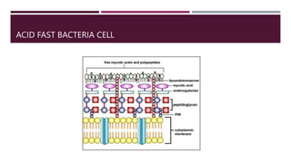 ACID FAST BACTERIA CELL
 