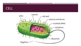 Cell Biomembrane 