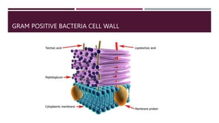 Cell Biomembrane 