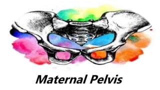 Maternal Pelvis
 