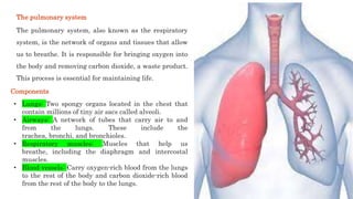 The pulmonary system, also known as the respiratory
system, is the network of organs and tissues that allow
us to breathe. It is responsible for bringing oxygen into
the body and removing carbon dioxide, a waste product.
This process is essential for maintaining life.
Components
• Lungs: Two spongy organs located in the chest that
contain millions of tiny air sacs called alveoli.
• Airways: A network of tubes that carry air to and
from the lungs. These include the
trachea, bronchi, and bronchioles.
• Respiratory muscles: Muscles that help us
breathe, including the diaphragm and intercostal
muscles.
• Blood vessels: Carry oxygen-rich blood from the lungs
to the rest of the body and carbon dioxide-rich blood
from the rest of the body to the lungs.
The pulmonary system
 