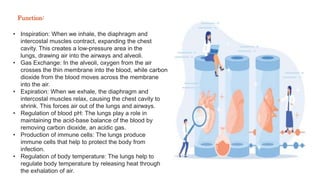 • Inspiration: When we inhale, the diaphragm and
intercostal muscles contract, expanding the chest
cavity. This creates a low-pressure area in the
lungs, drawing air into the airways and alveoli.
• Gas Exchange: In the alveoli, oxygen from the air
crosses the thin membrane into the blood, while carbon
dioxide from the blood moves across the membrane
into the air.
• Expiration: When we exhale, the diaphragm and
intercostal muscles relax, causing the chest cavity to
shrink. This forces air out of the lungs and airways.
• Regulation of blood pH: The lungs play a role in
maintaining the acid-base balance of the blood by
removing carbon dioxide, an acidic gas.
• Production of immune cells: The lungs produce
immune cells that help to protect the body from
infection.
• Regulation of body temperature: The lungs help to
regulate body temperature by releasing heat through
the exhalation of air.
Function:
 