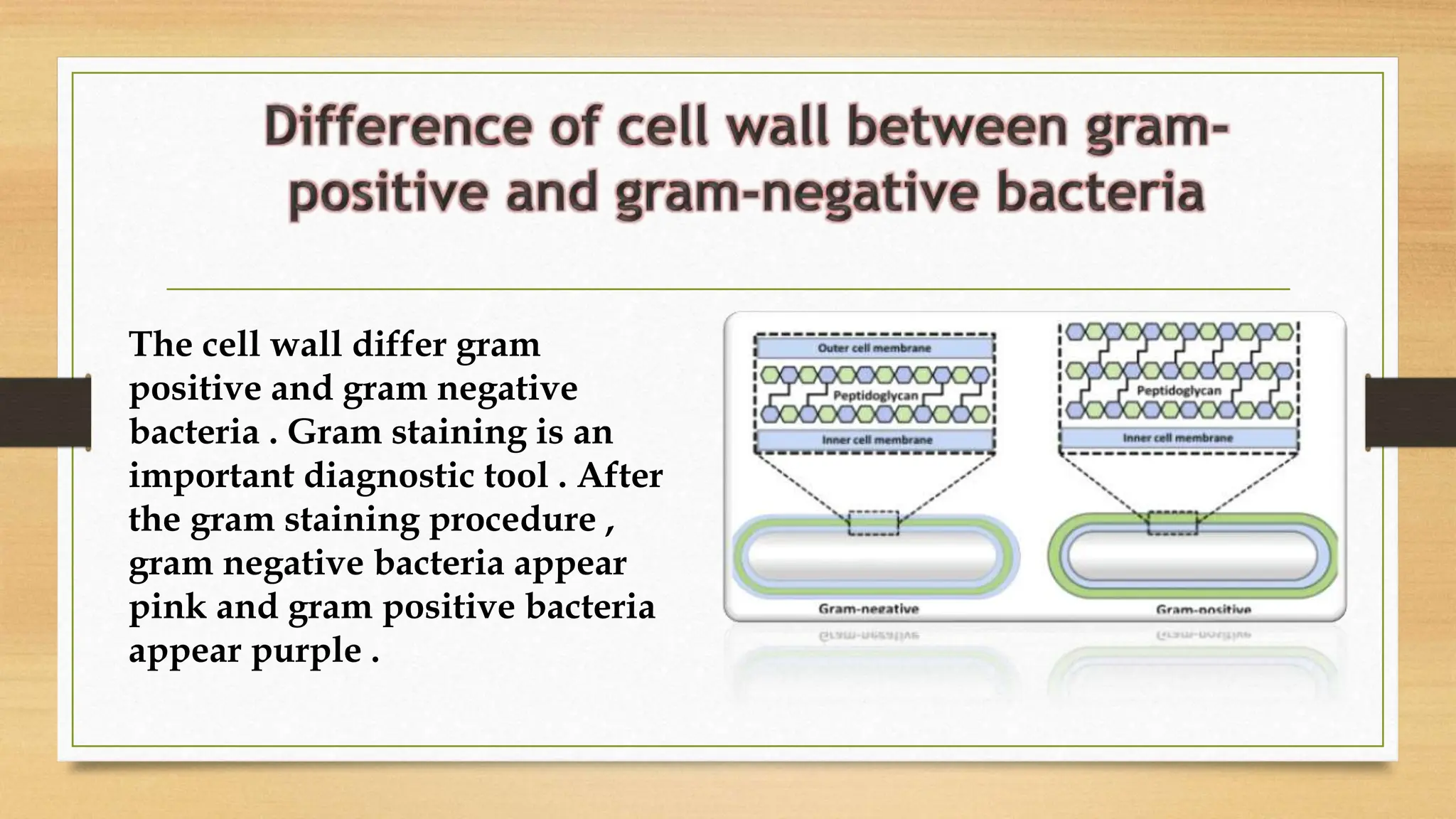 The cell wall differ gram
positive and gram negative
bacteria . Gram staining is an
important diagnostic tool . After
the gram staining procedure ,
gram negative bacteria appear
pink and gram positive bacteria
appear purple .
 
