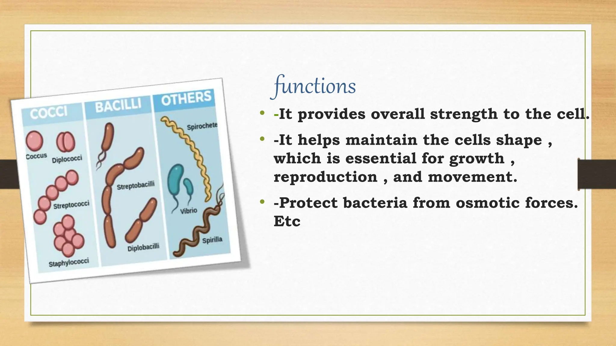 functions
• -It provides overall strength to the cell.
• -It helps maintain the cells shape ,
which is essential for growth ,
reproduction , and movement.
• -Protect bacteria from osmotic forces.
Etc
 