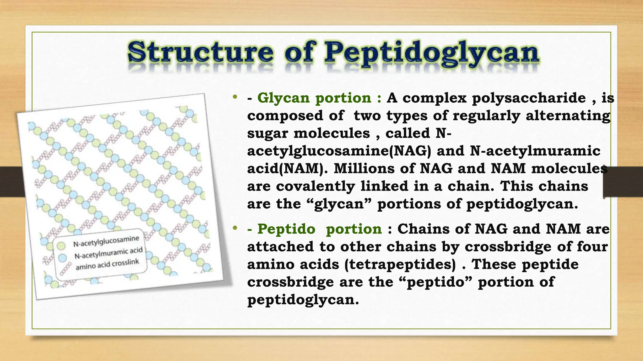 • - Glycan portion : A complex polysaccharide , is
composed of two types of regularly alternating
sugar molecules , called N-
acetylglucosamine(NAG) and N-acetylmuramic
acid(NAM). Millions of NAG and NAM molecules
are covalently linked in a chain. This chains
are the “glycan” portions of peptidoglycan.
• - Peptido portion : Chains of NAG and NAM are
attached to other chains by crossbridge of four
amino acids (tetrapeptides) . These peptide
crossbridge are the “peptido” portion of
peptidoglycan.
 