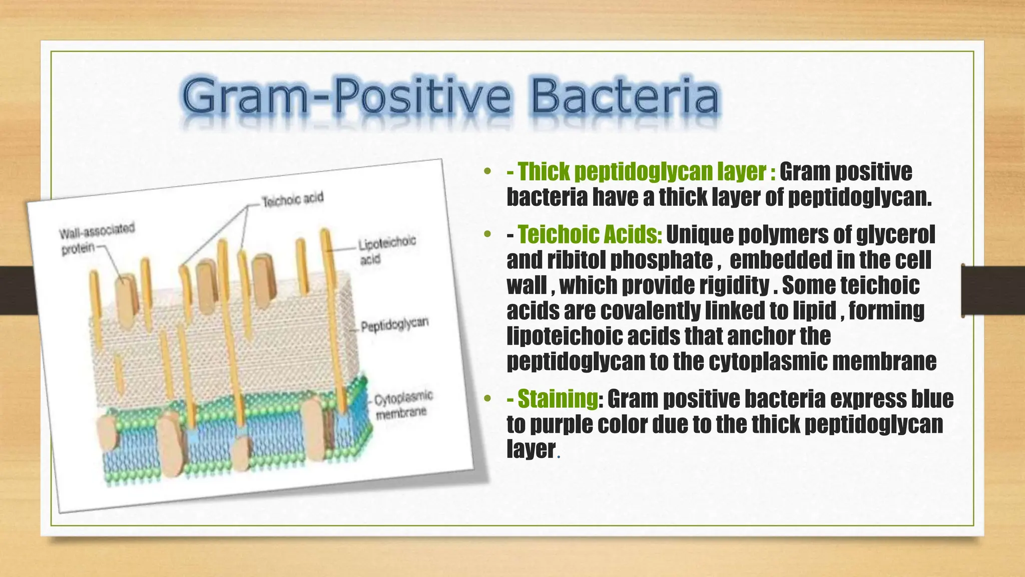 • - Thick peptidoglycan layer : Gram positive
bacteria have a thick layer of peptidoglycan.
• - Teichoic Acids: Unique polymers of glycerol
and ribitol phosphate , embedded in the cell
wall , which provide rigidity . Some teichoic
acids are covalently linked to lipid , forming
lipoteichoic acids that anchor the
peptidoglycan to the cytoplasmic membrane
• - Staining: Gram positive bacteria express blue
to purple color due to the thick peptidoglycan
layer.
 
