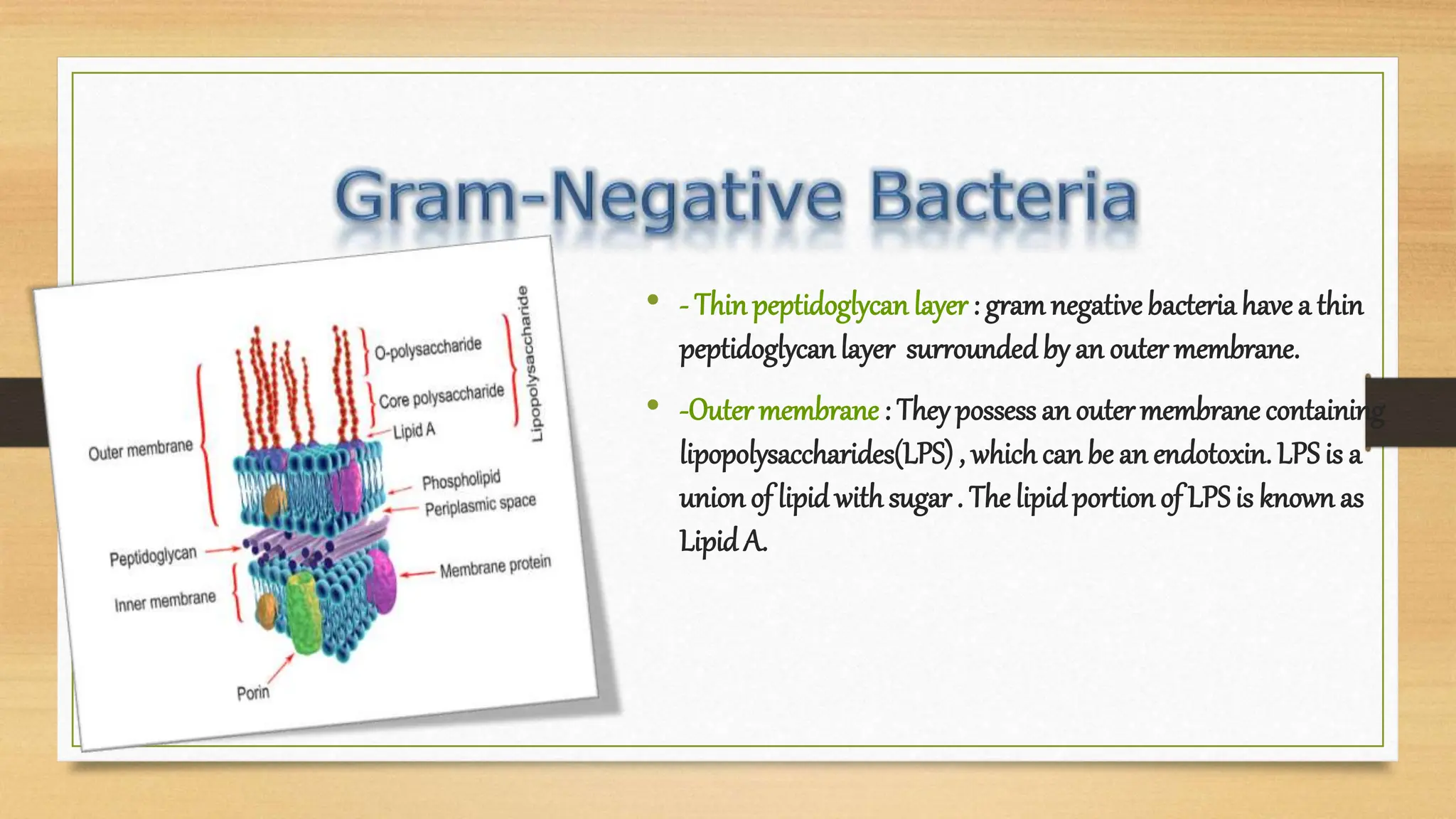 • - Thinpeptidoglycan layer : gram negative bacteria have a thin
peptidoglycanlayer surroundedby an outer membrane.
• -Outermembrane : Theypossess an outermembrane containing
lipopolysaccharides(LPS) , whichcan be an endotoxin. LPSis a
union of lipid withsugar . The lipidportion of LPSis known as
Lipid A.
 
