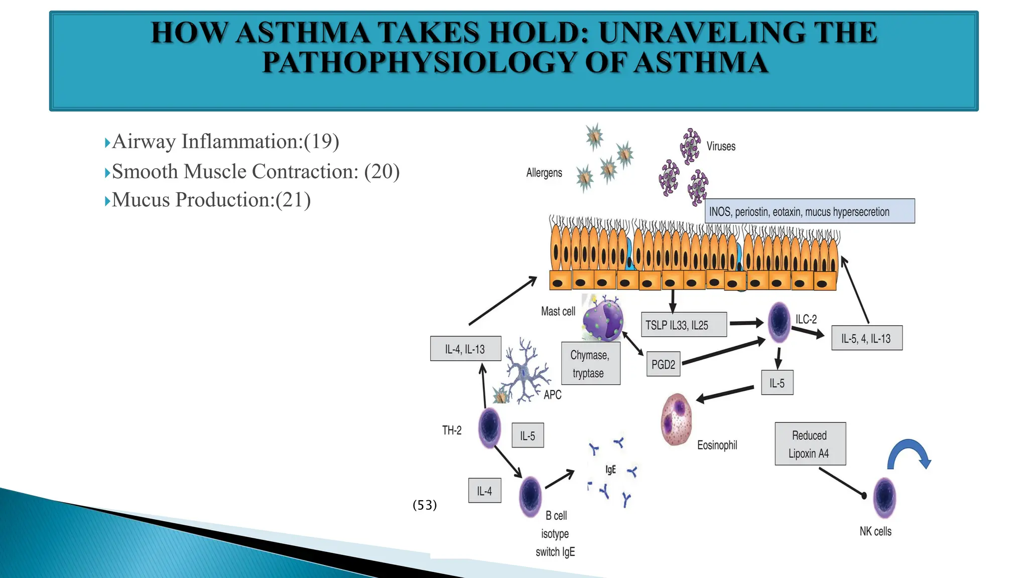 Asthma and cough pathogenesis & role of herbs. | PDF