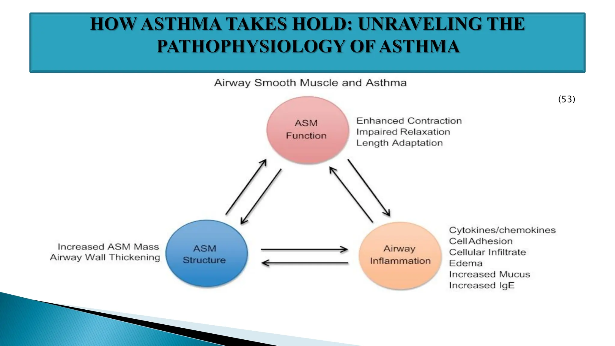 Asthma and cough pathogenesis & role of herbs. | PDF
