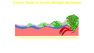 Cancer Tends to Involve Multiple Mutations
Malignant cells invade
neighboring tissues, enter
blood vessels, and
metastasize to different sites
More mutations,
more genetic
instability,
metastatic
disease
Proto-oncogenes
mutate to
oncogenes
Mutations
inactivate
DNA repair
genes
Cells
proliferate
Mutation
inactivates
suppressor
gene
Benign tumor cells
grow only locally and
cannot spread by
invasion or metastasis
Time
 