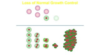 Loss of Normal Growth Control
Cancer
cell division
Fourth or
later mutation
Third
mutation
Second
mutation
First
mutation
Uncontrolled growth
Cell Suicide or Apoptosis
Cell damage—
no repair
Normal
cell division
 
