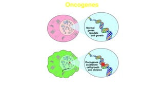 Oncogenes
Mutated/damaged oncogene
Oncogenes
accelerate
cell growth
and division
Cancer cell
Normal cell Normal
genes
regulate
cell growth
 