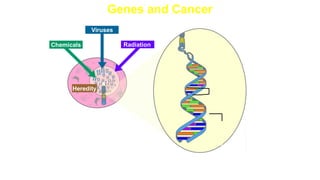 Genes and Cancer
Chromosomes
are DNA
molecules
Heredity
Radiation
Chemicals
Viruses
 