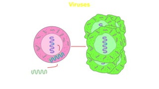 Viruses
Virus inserts
and changes
genes for
cell growth
Cancer-linked virus
 