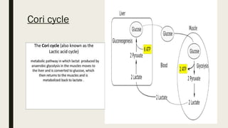 Presentation (2).pptx glucose metabolism | PPTX