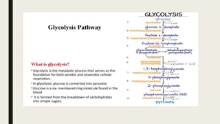 Presentation (2).pptx glucose metabolism | PPTX