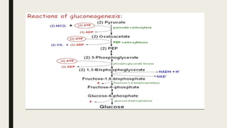 Presentation (2).pptx glucose metabolism | PPTX