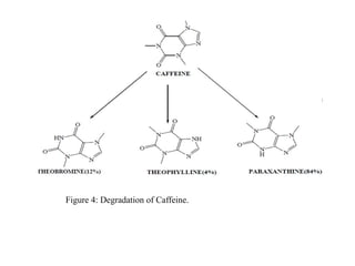 Figure 4: Degradation of Caffeine.
 
