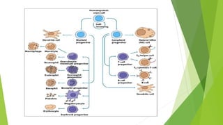 Types of Immune cells in immunology M.Sc. PPT | PDF