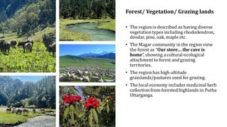 Forest/ Vegetation/ Grazing lands
• The region is described as having diverse
vegetation types including rhododendron,
deodar, pine, oak, maple etc.
• The Magar community in the region view
the forest as “Our store… the cave is
home”, showing a cultural-ecological
attachment to forest and grazing
territories.
• The region has high-altitude
grasslands/pastures used for grazing.
• The local economy includes medicinal herb
collection from forested highlands in Putha
Uttarganga.
 
