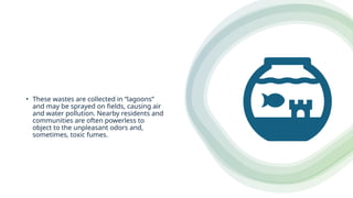 • These wastes are collected in “lagoons”
and may be sprayed on fields, causing air
and water pollution. Nearby residents and
communities are often powerless to
object to the unpleasant odors and,
sometimes, toxic fumes.
 