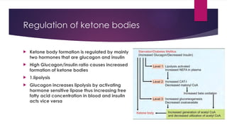 Presentation on ketone bodies and there functions | PPTX