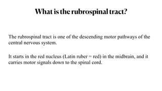 Mucleus Ruber Rubrospinal tract and its role in Brunnstrom’s approach | PDF